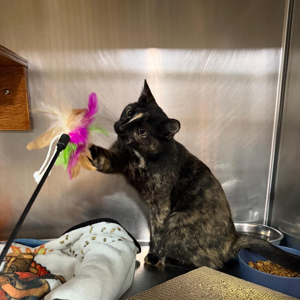 Kelly (from HR), Adoptable, Young Female Domestic Short Hair.