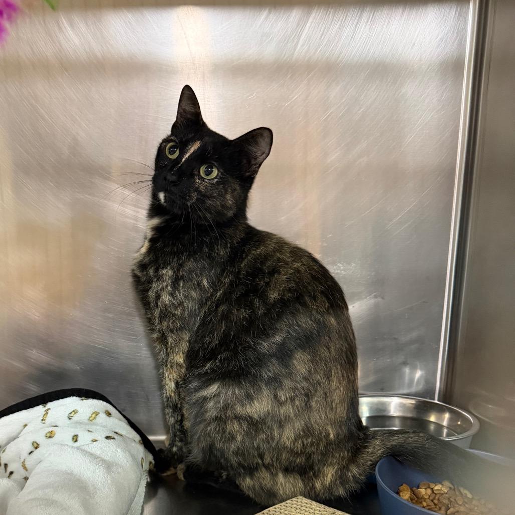 Enlarge Kelly (from HR), a Adoptable Domestic Short Hair in Pensacola, FL image 2/5
