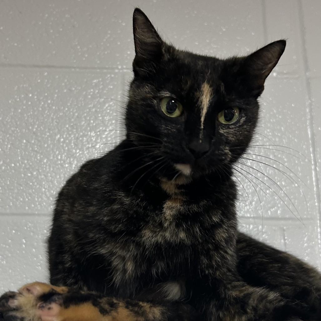 Enlarge Kelly (from HR), a Adoptable Domestic Short Hair in Pensacola, FL image 1/1