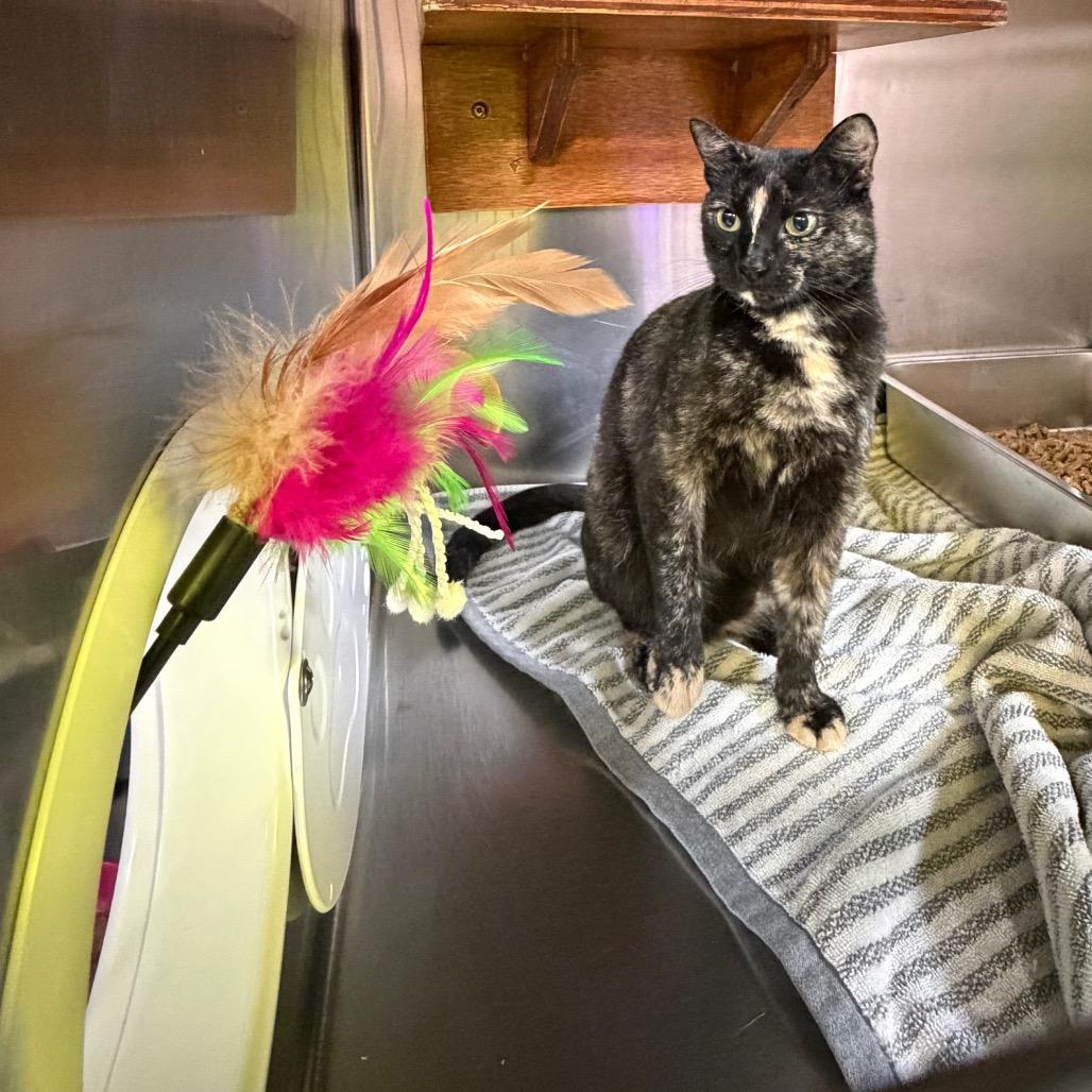 Enlarge Kelly (from HR), a Adoptable Domestic Short Hair in Pensacola, FL image 4/5