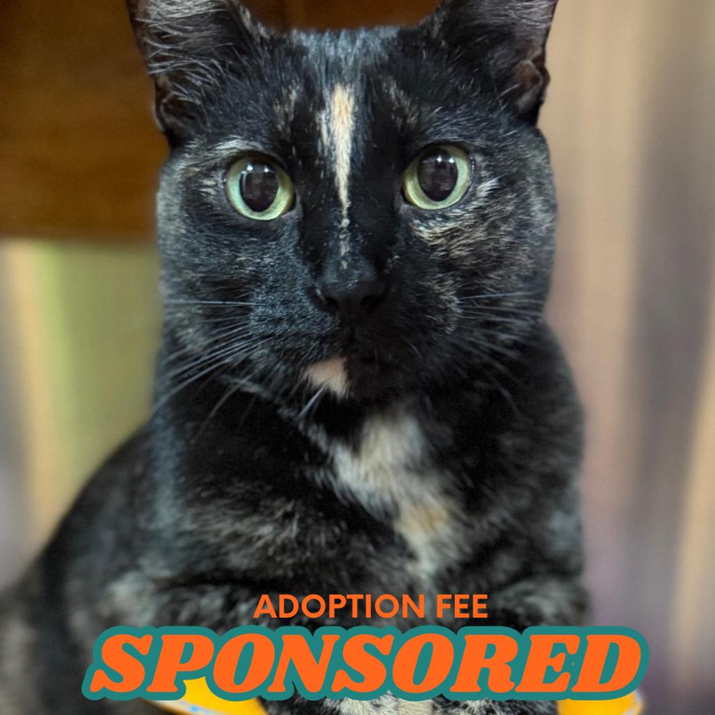 Enlarge Kelly (from HR), a Adoptable Domestic Short Hair in Pensacola, FL image 5/6