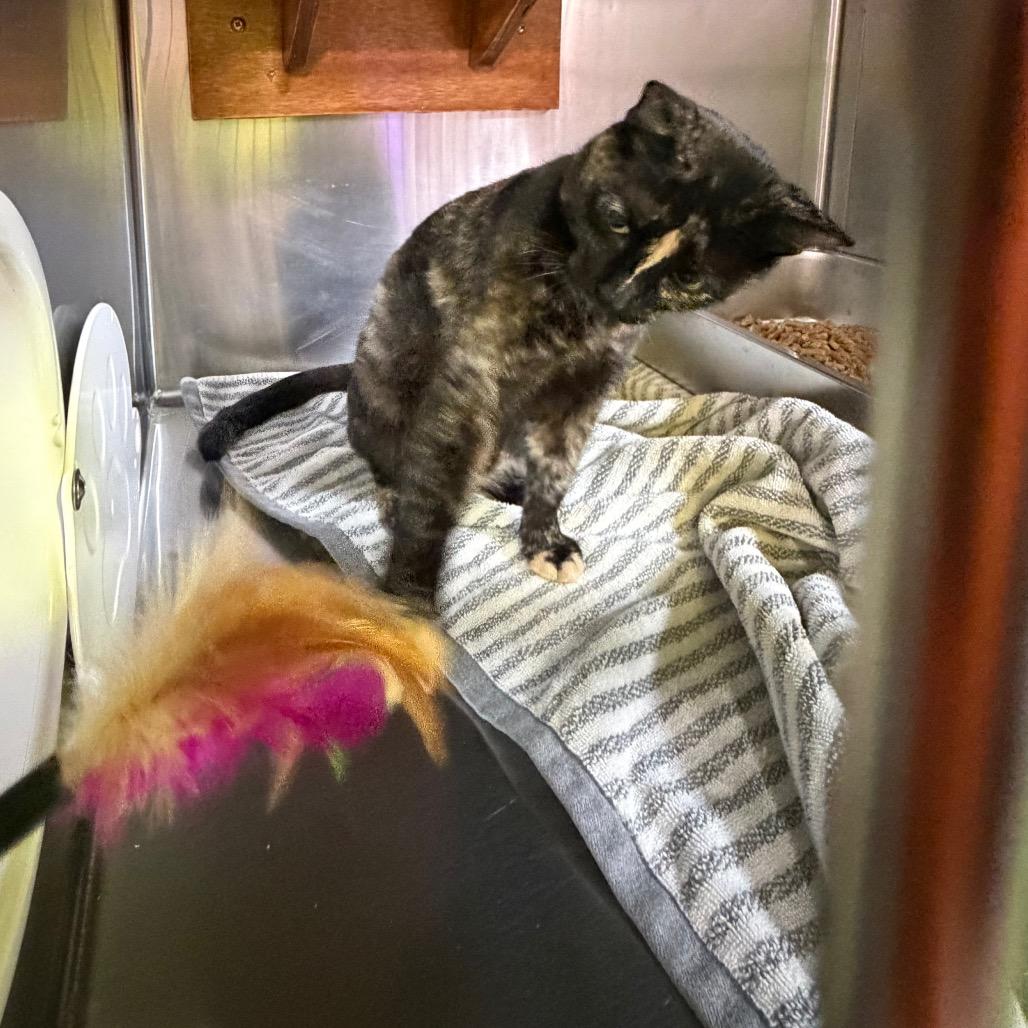 Enlarge Kelly (from HR), a Adoptable Domestic Short Hair in Pensacola, FL image 5/5