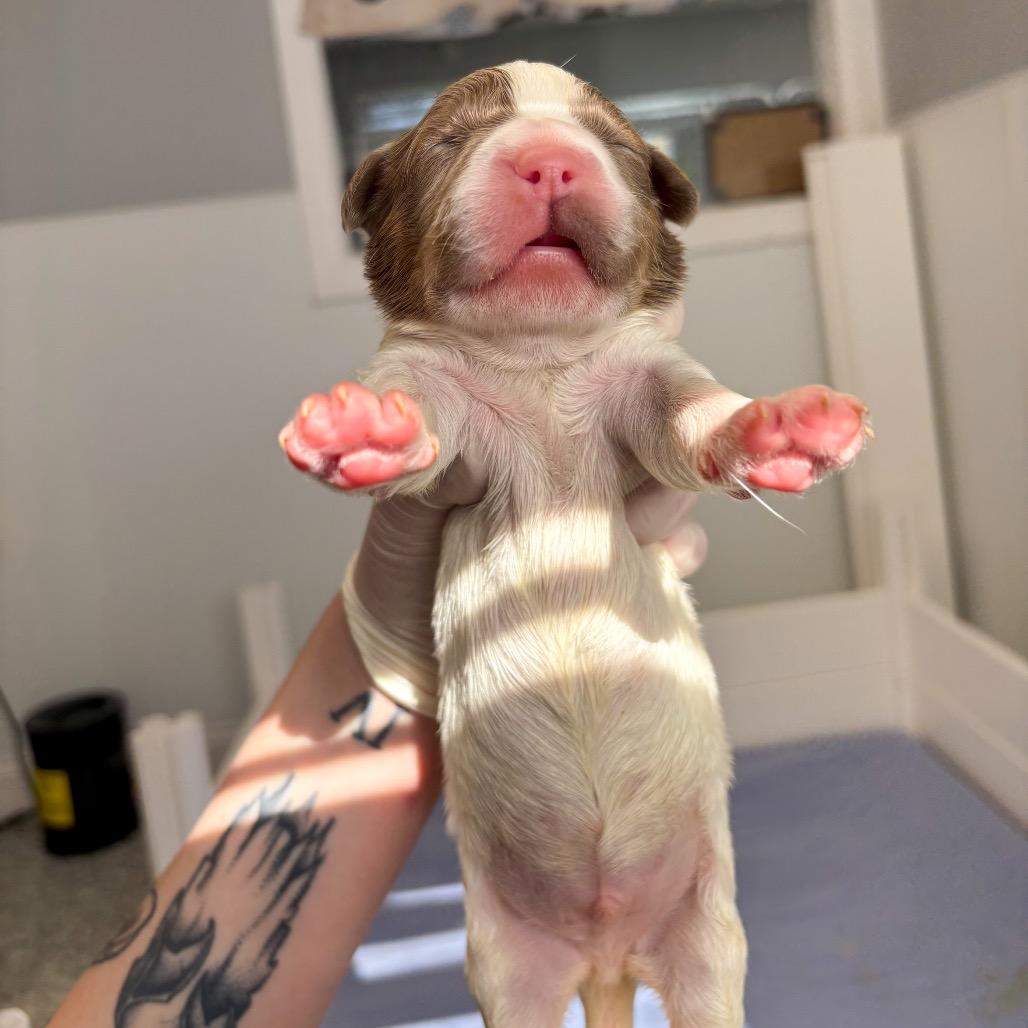 Chive — thumbnail 2