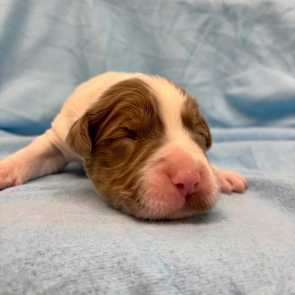 Chive — thumbnail 3