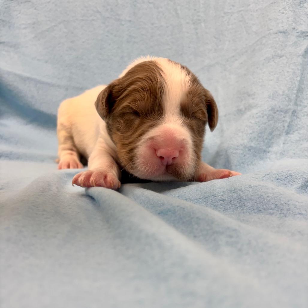 Chive — thumbnail 4