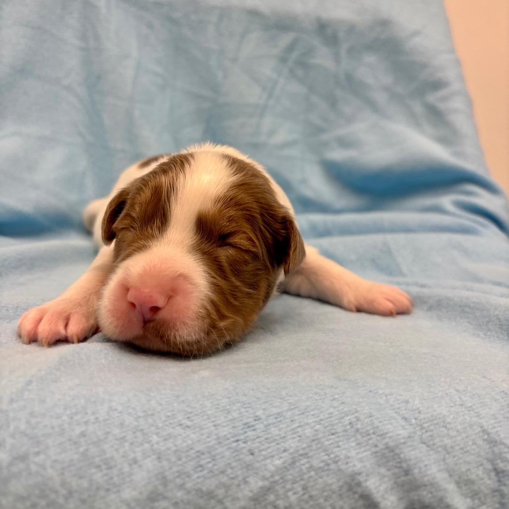 Chive — thumbnail 5