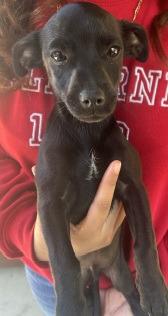 Enlarge Doogle, a Adoptable mixed breed in Thompson Falls, MT image 1/1