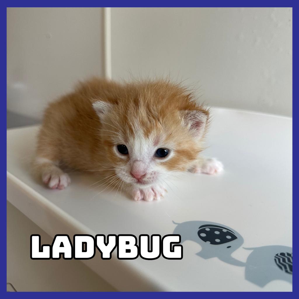 Enlarge Ladybug, a Adoptable Domestic Short Hair in Glenwood, MN image 1/2