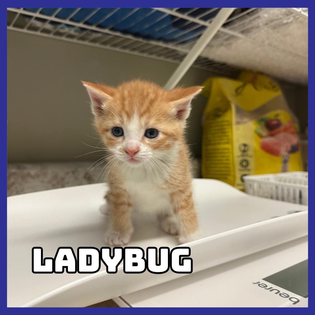 Enlarge Ladybug, a Adoptable Domestic Short Hair in Glenwood, MN image 2/2