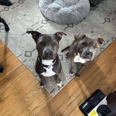 Dudley, ADOPTABLE, Young Male Pit Bull Terrier.