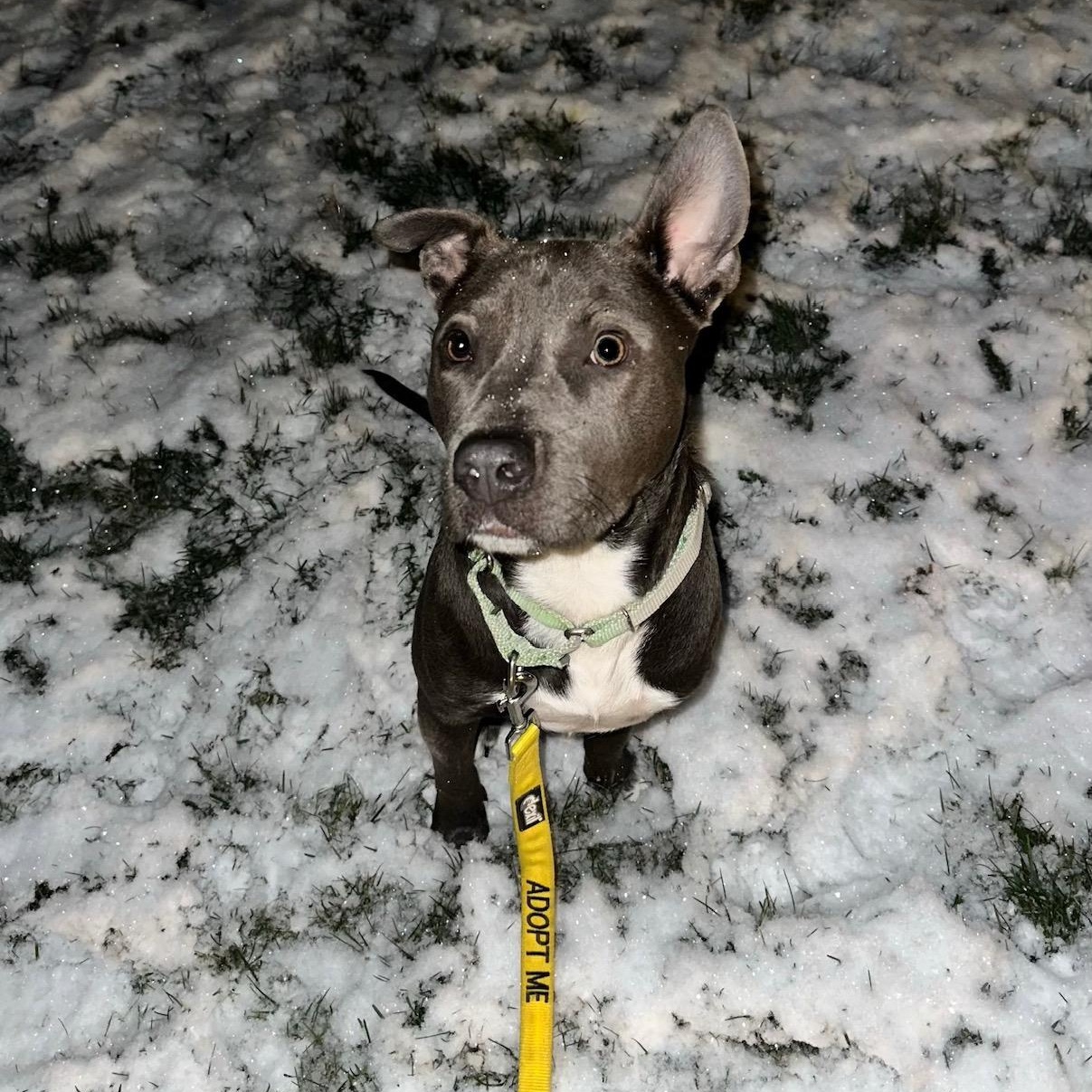 Enlarge Dudley, an adopted mixed breed in Bethlehem, PA image 3/6