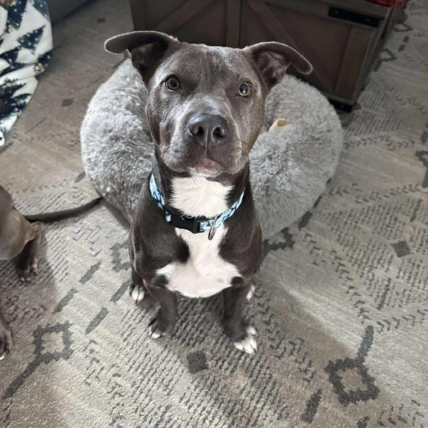 Enlarge Dudley, an adopted mixed breed in Bethlehem, PA image 4/6