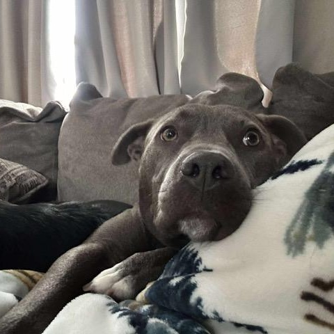 Enlarge Dudley, an adopted mixed breed in Bethlehem, PA image 5/6