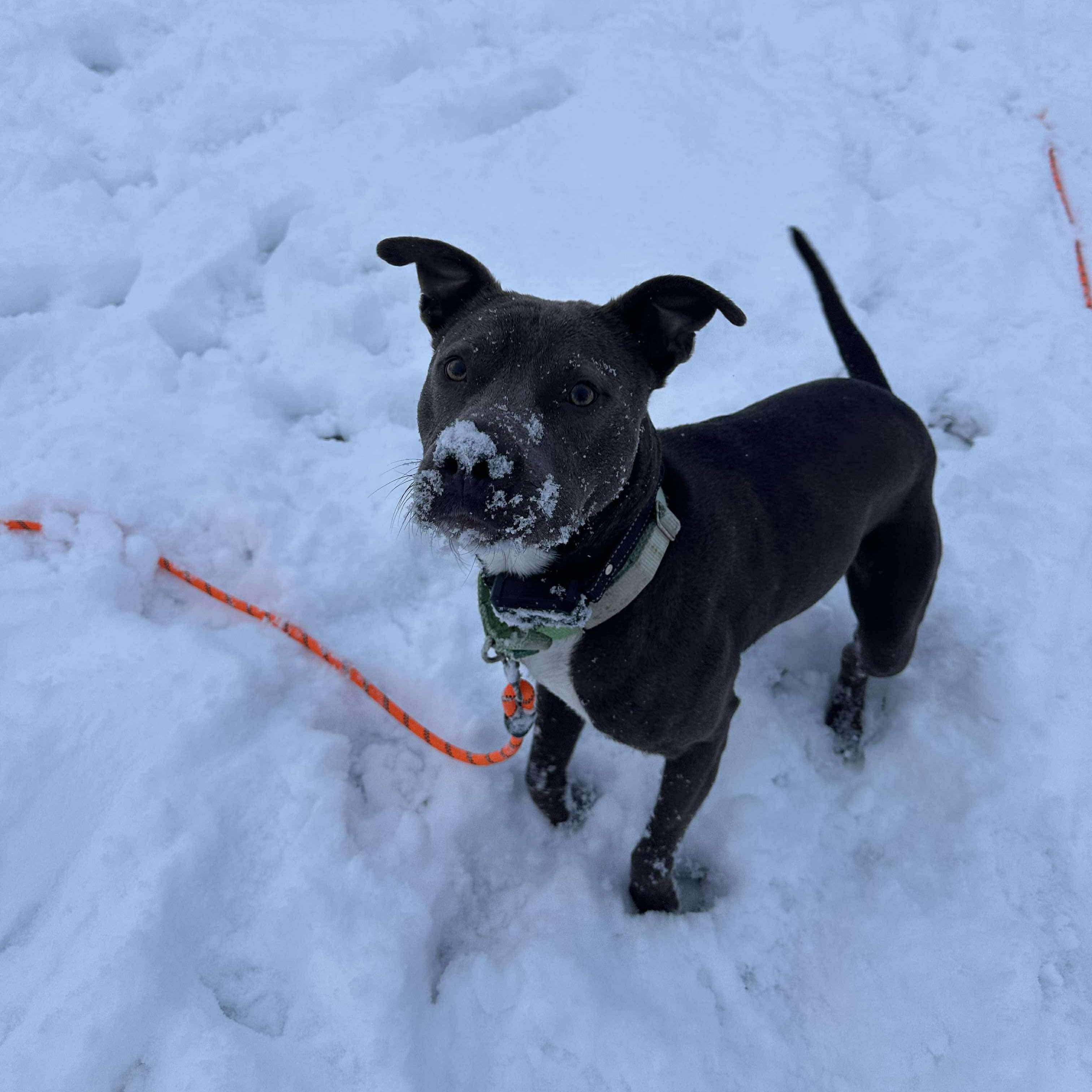 Enlarge Dudley, an adopted mixed breed in Bethlehem, PA image 6/6