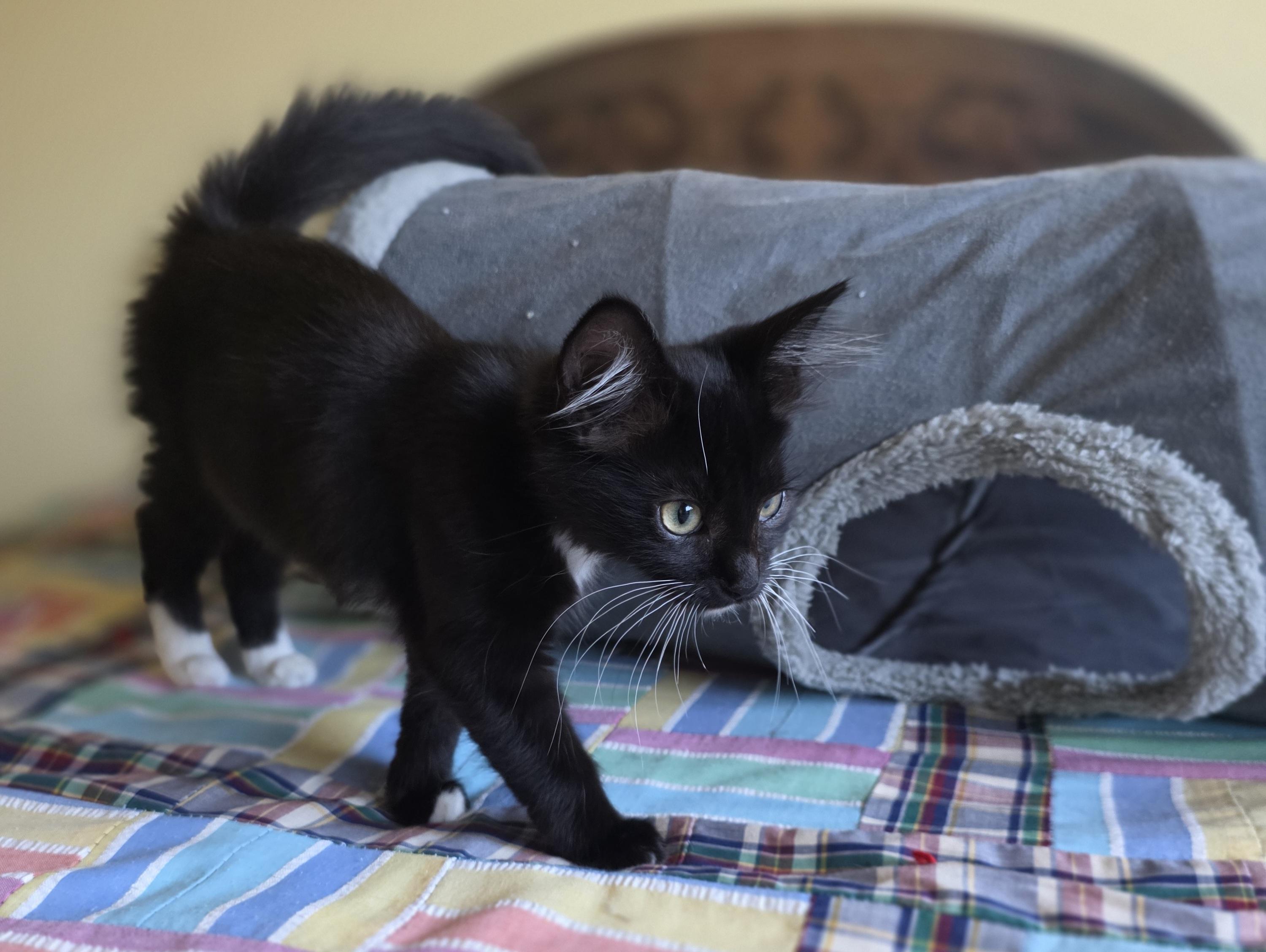 Enlarge Marlo, a Adopted Tuxedo in Tustin, CA image 3/6