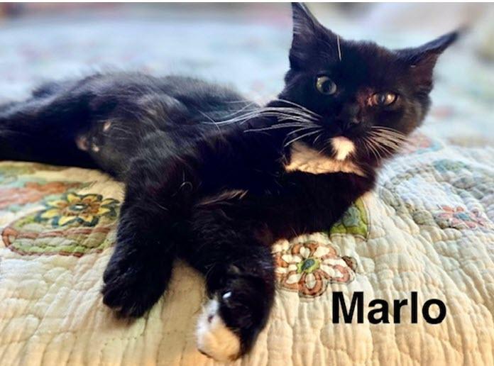 Enlarge Marlo, a Adopted Tuxedo in Tustin, CA image 4/6