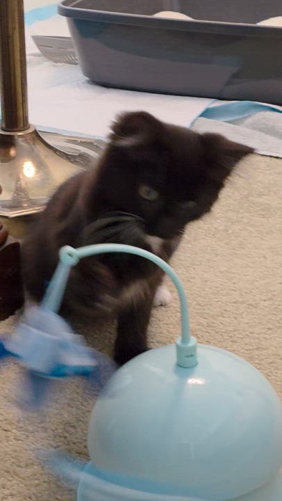 Enlarge Marlo, a Adopted Tuxedo in Tustin, CA video 6/6