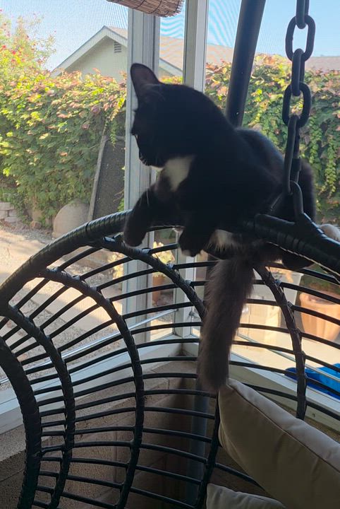 Enlarge Marlo, a Adopted Tuxedo in Tustin, CA video 5/6
