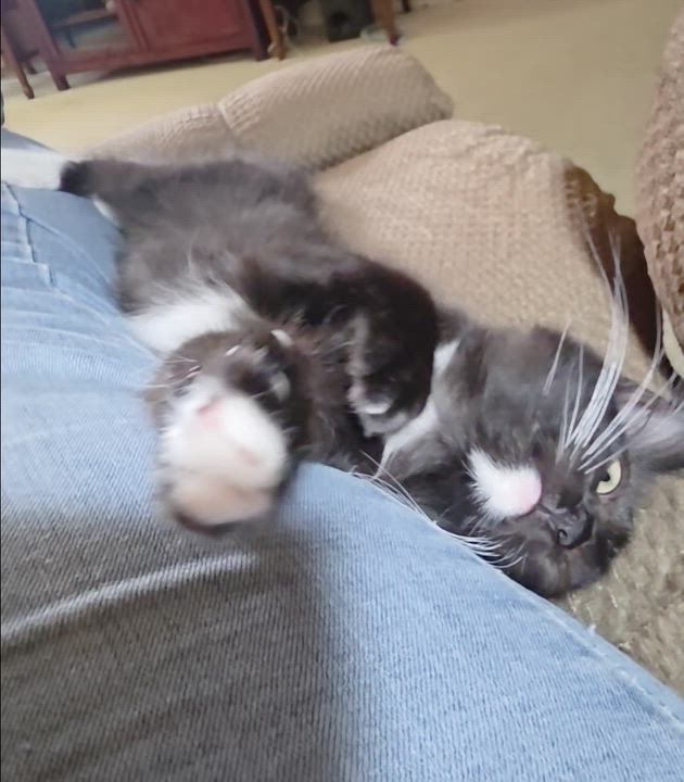 Enlarge Marlo, a Adopted Tuxedo in Tustin, CA video 2/6