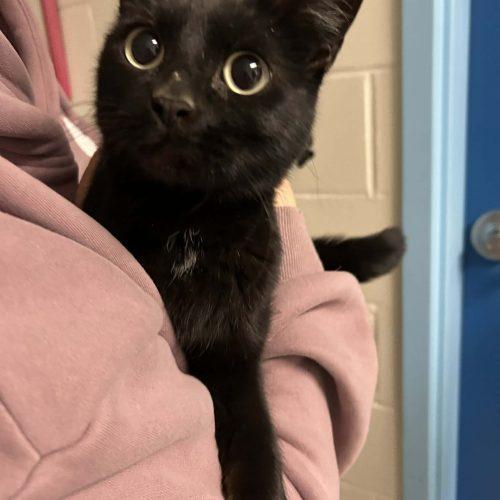 Enlarge Cassia, a Adoptable Domestic Short Hair in Burlington, IA image 2/2