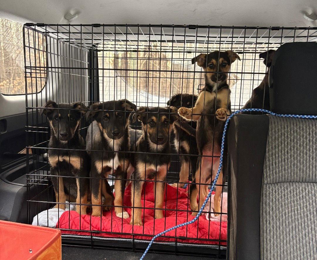 Enlarge Zaida 7285, a Adoptable German Shepherd Dog in Centreville, VA image 2/3