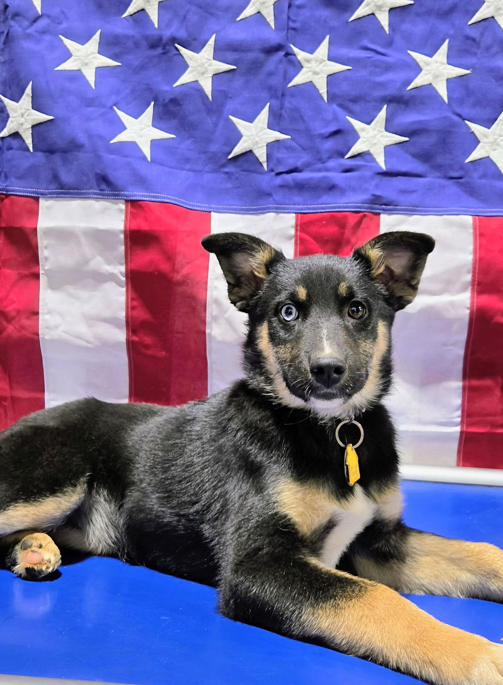 Zaida 7285, Adoptable, Puppy Female German Shepherd Dog.