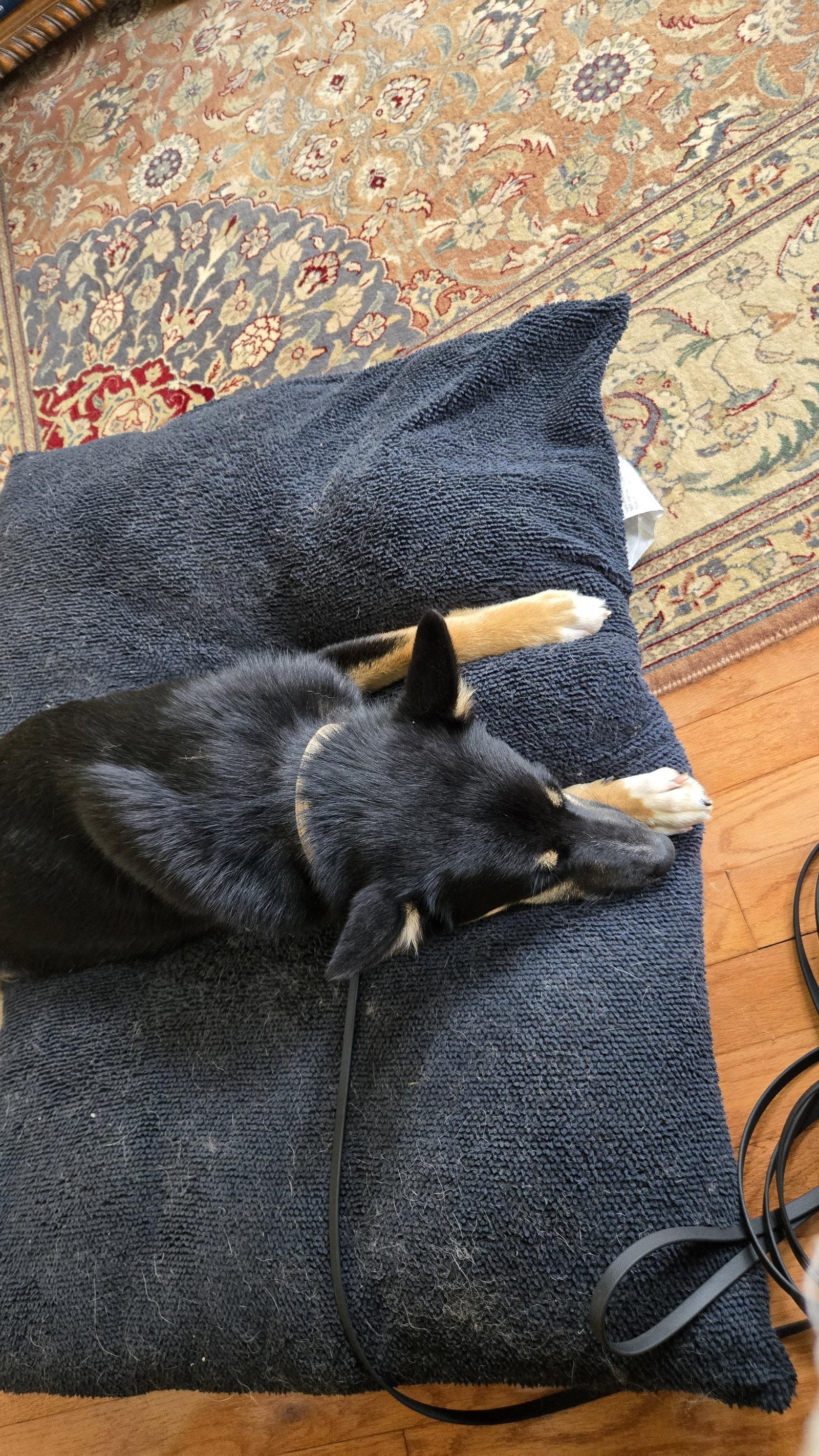 Enlarge Zaida 7285, a Adoptable German Shepherd Dog in Centreville, VA image 2/3