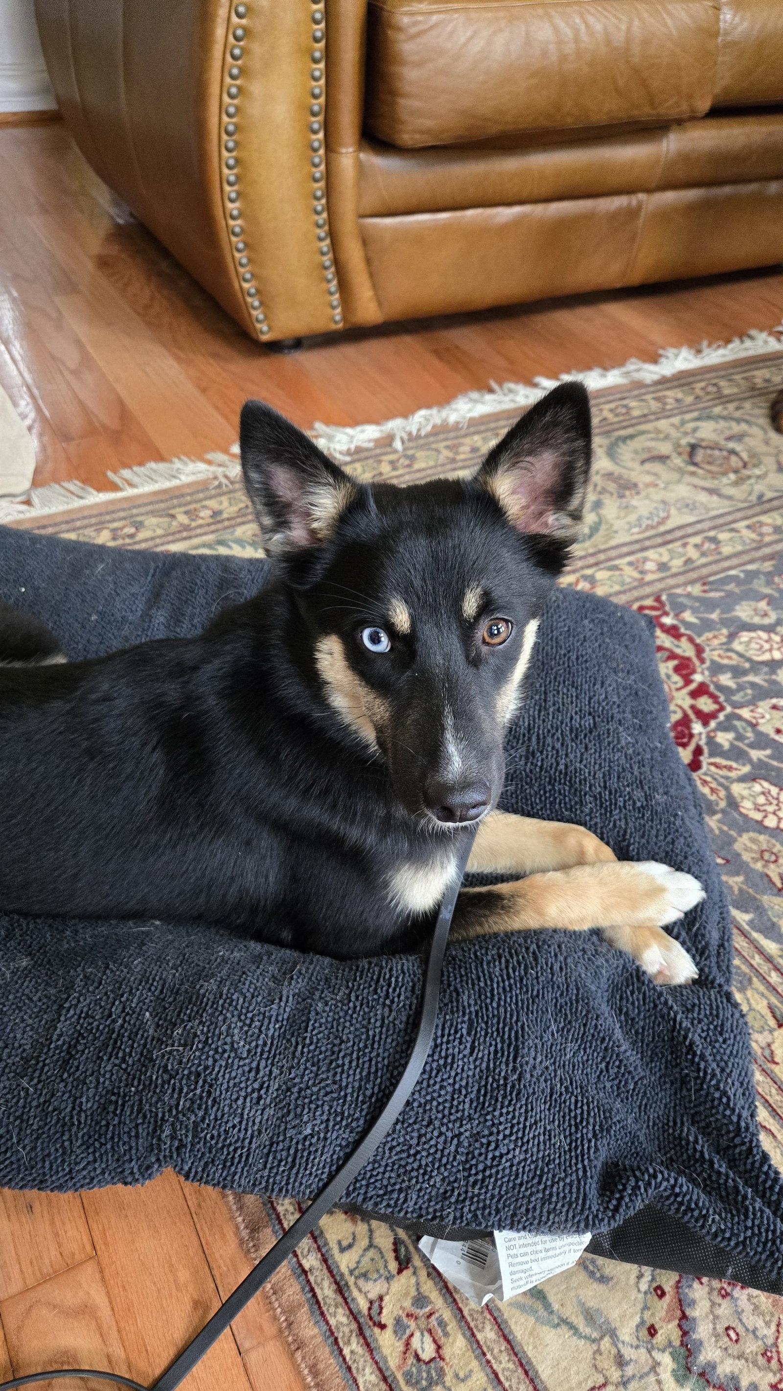 Enlarge Zaida 7285, a Adoptable German Shepherd Dog in Centreville, VA image 3/3
