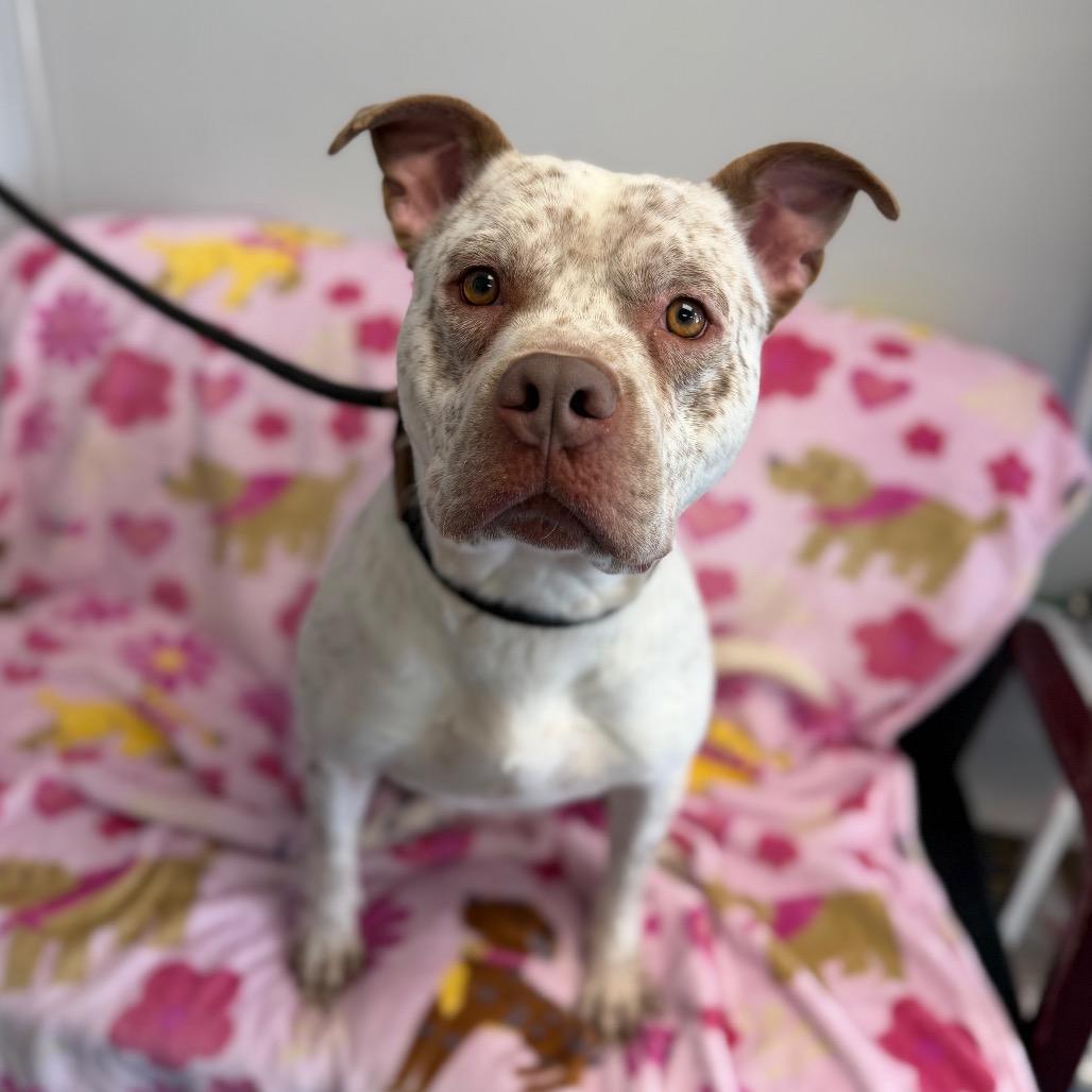 Spud L-3-26 (Chief), Adoptable, Adult Male Pit Bull Terrier.