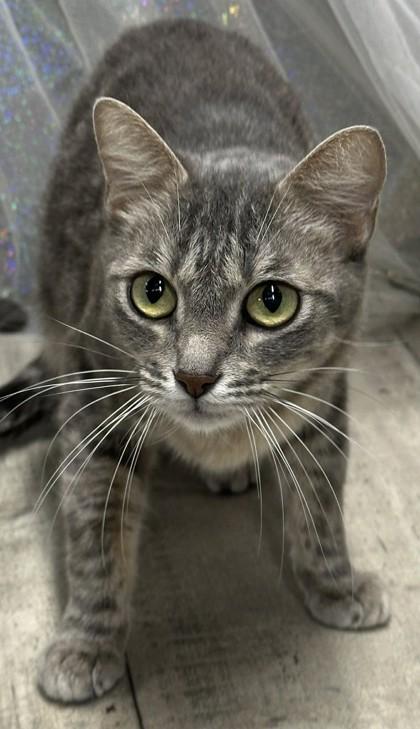 Prissy, Adoptable, Young Female Domestic Short Hair & Domestic Short Hair.