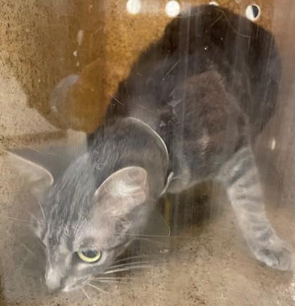 Enlarge Prissy, a Adoptable mixed breed in Shreveport, LA image 4/4