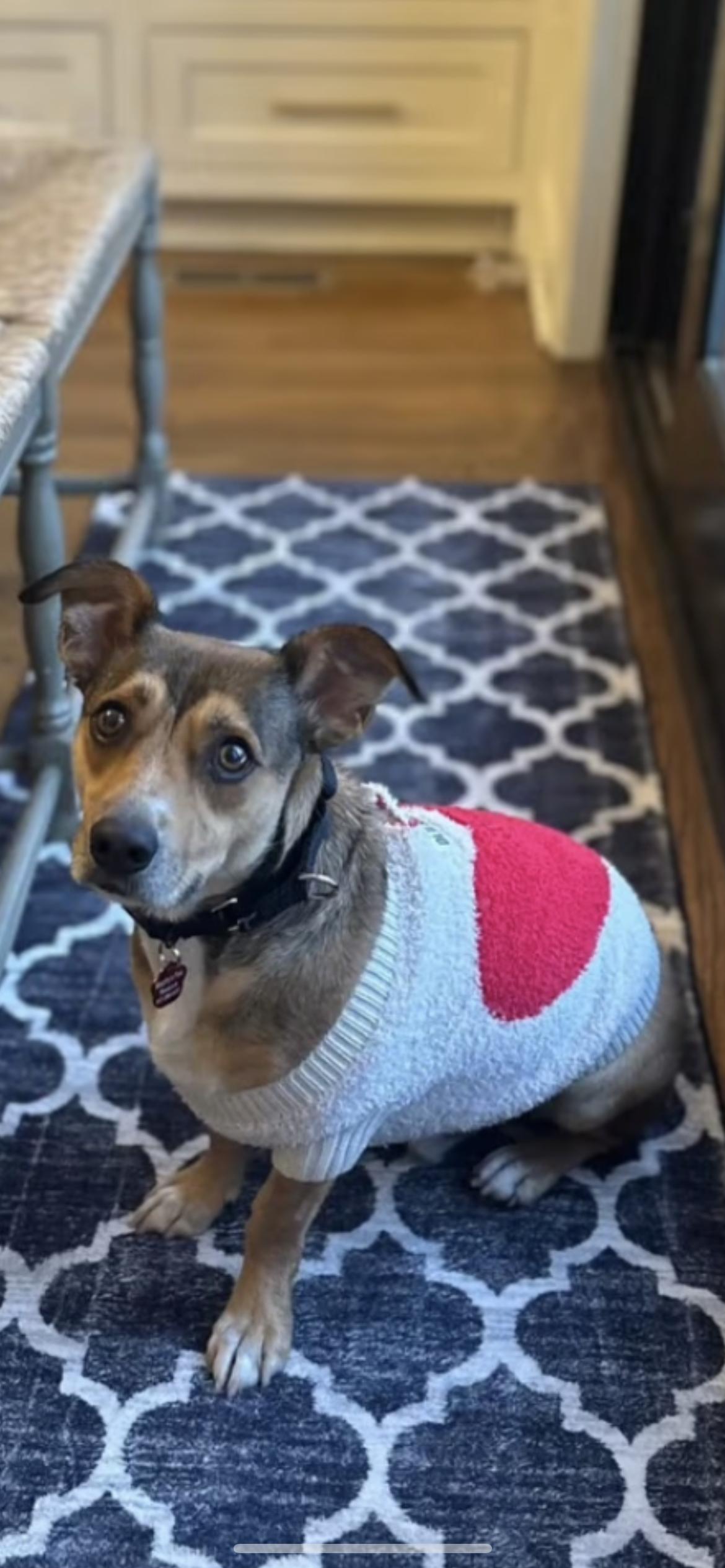 Enlarge Oscar, a Adoptable mixed breed in Hamden, CT image 6/6