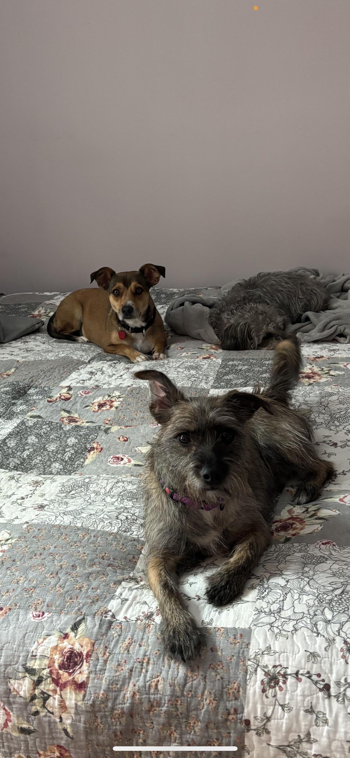 Enlarge Oscar, a Adoptable mixed breed in Hamden, CT image 6/6