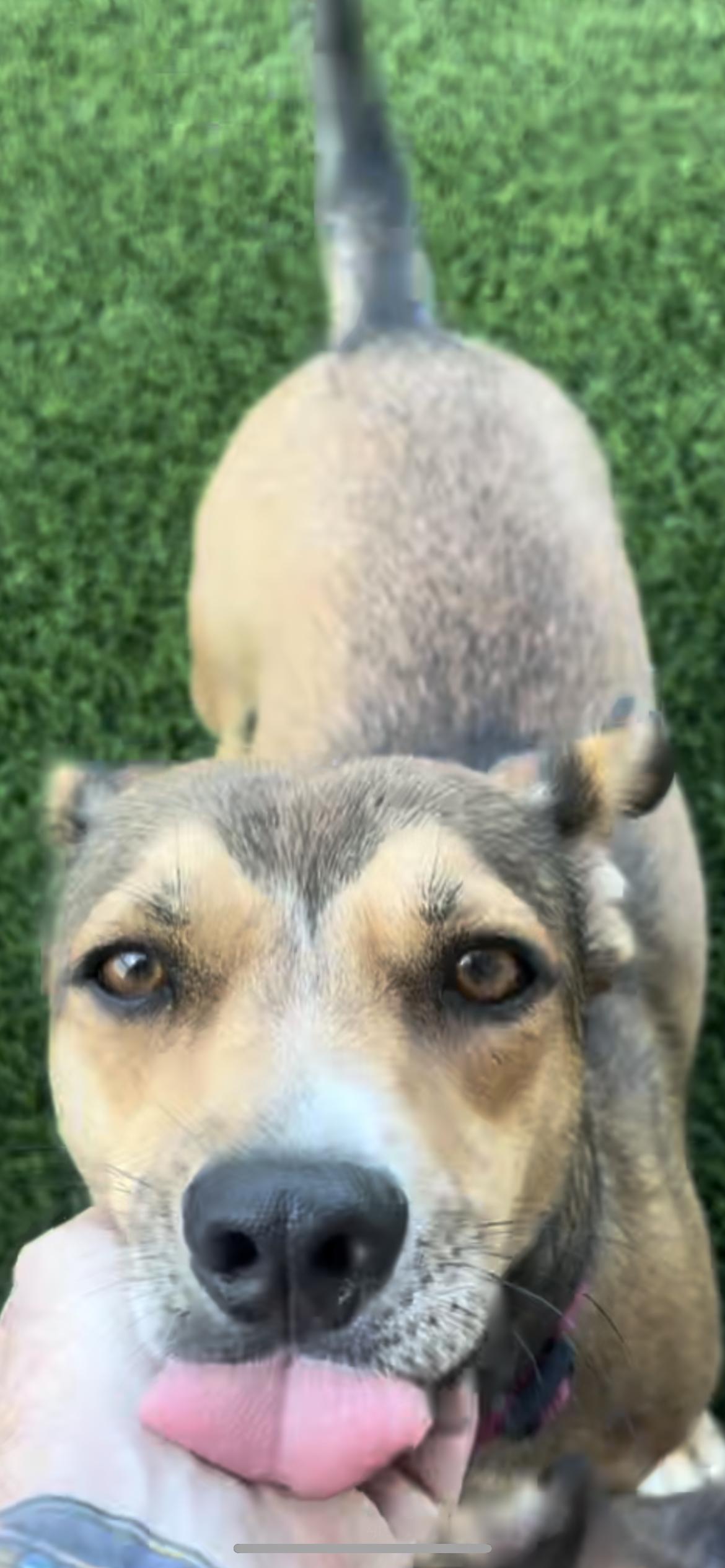 Enlarge Oscar, a Adoptable mixed breed in Hamden, CT image 4/6