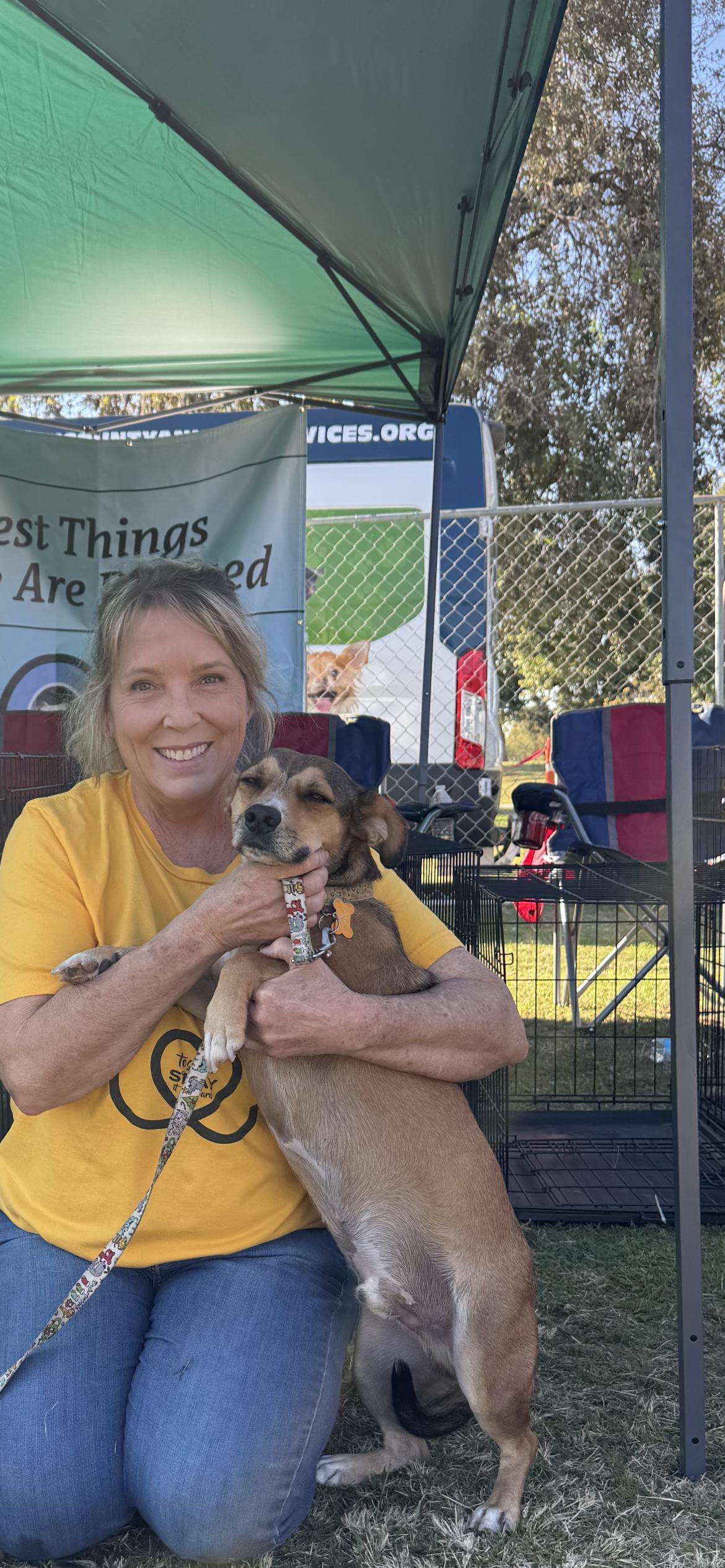 Oscar, Adoptable, Adult Male Terrier & Beagle.