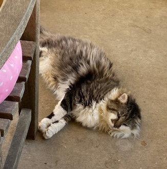 Captain Churu, Adoptable, Senior Male Domestic Long Hair.
