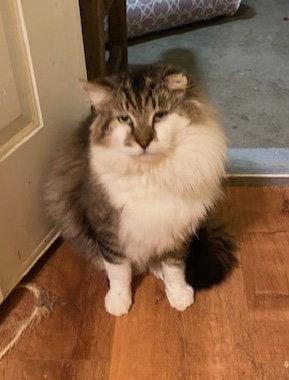 Captain Churu, a Adoptable Domestic Long Hair in Escondido, CA image 2/2