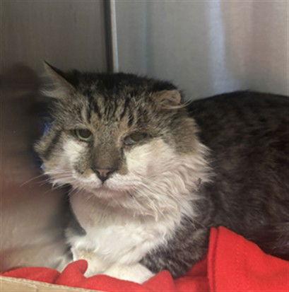 Captain Churu, Adoptable, Senior Male Domestic Medium Hair.