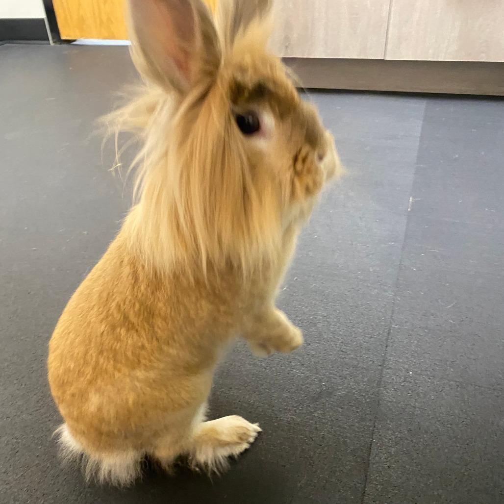Teddy, Adoptable, Senior Male Lionhead.