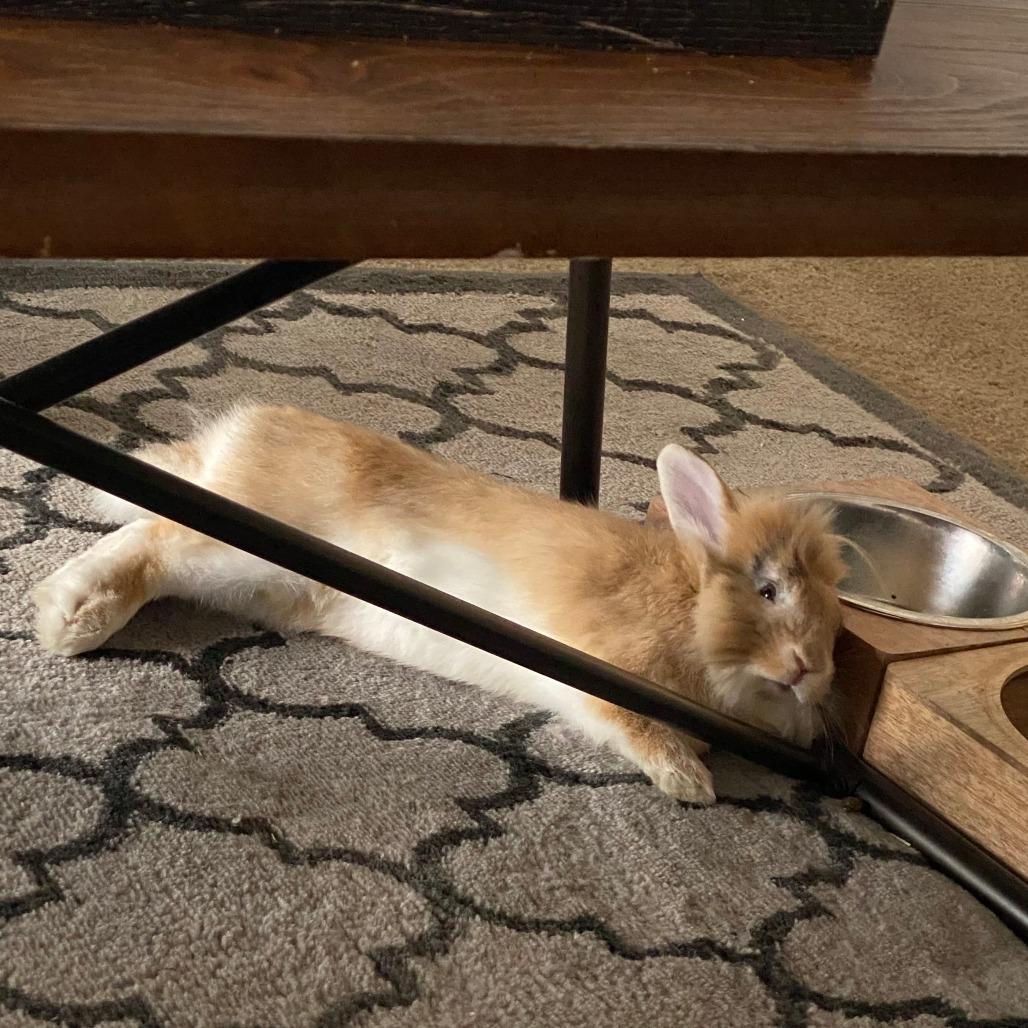 Enlarge Teddy, a Adoptable Lionhead in Springfield, MO image 3/5
