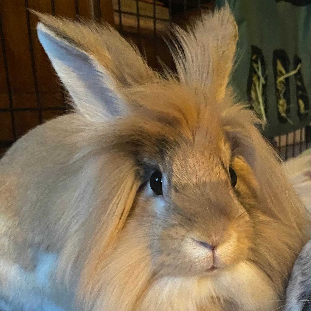 Enlarge Teddy, a Adoptable Lionhead in Springfield, MO image 4/5