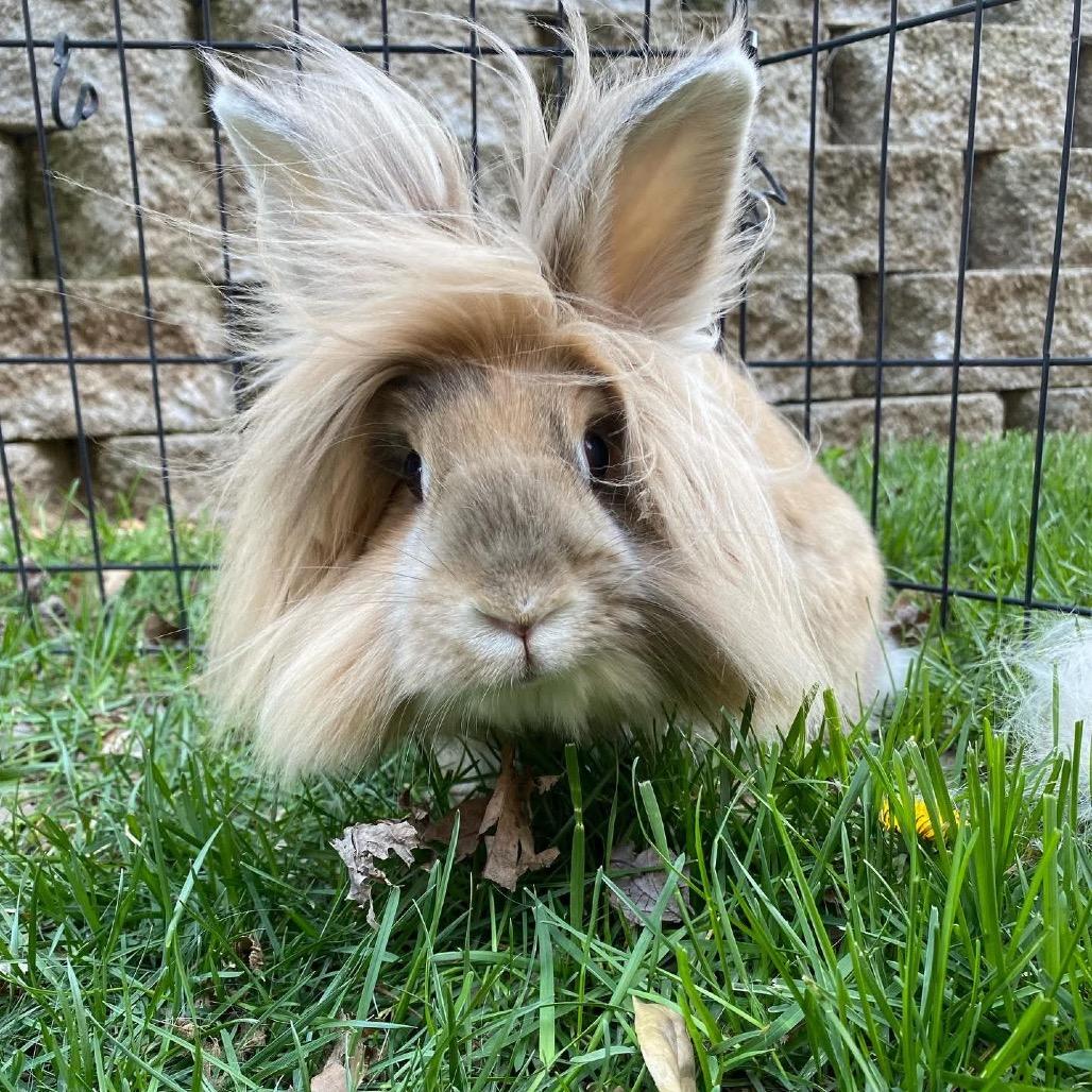Enlarge Teddy, a Adoptable Lionhead in Springfield, MO image 5/5