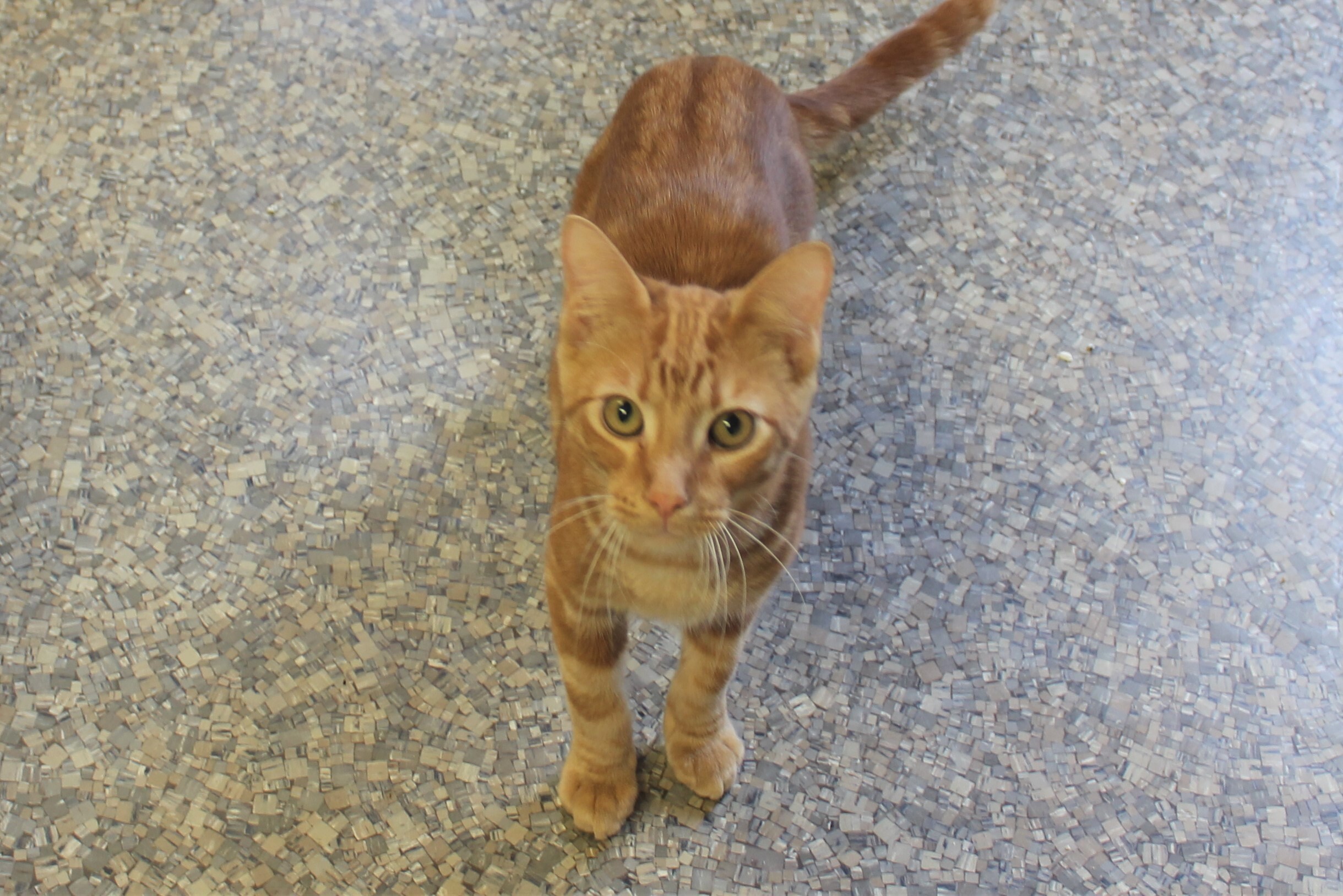 Enlarge Bobby, a Adoptable Domestic Short Hair in Memphis, TN image 1/2