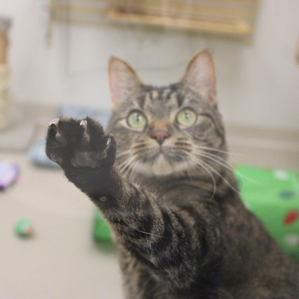 Kali, Adoptable, Adult Female Domestic Short Hair.