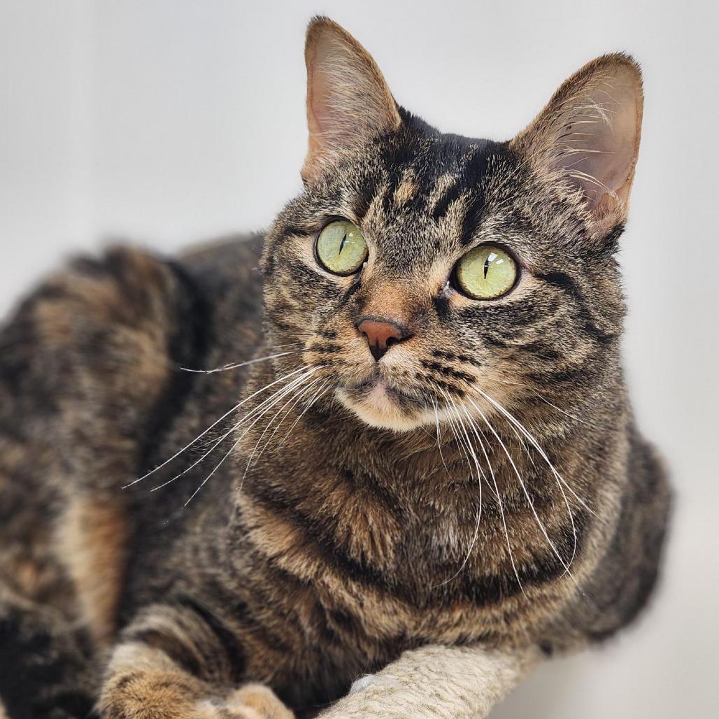 Kali, Adoptable, Adult Female Domestic Short Hair.