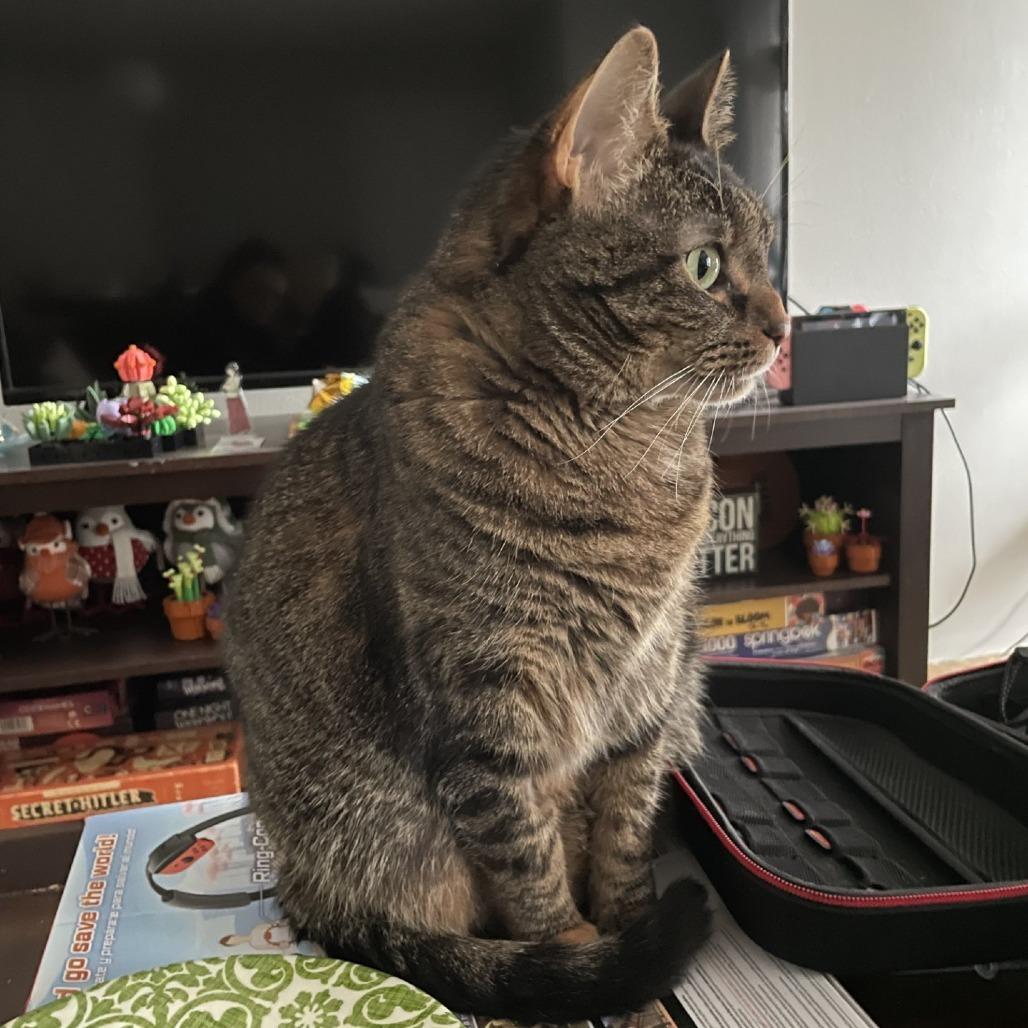 Enlarge Kali, a Adoptable Domestic Short Hair in Champaign, IL image 1/6