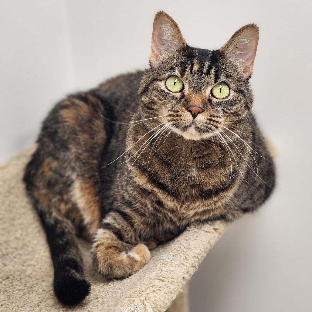 Enlarge Kali, a Adoptable Domestic Short Hair in Champaign, IL image 2/6