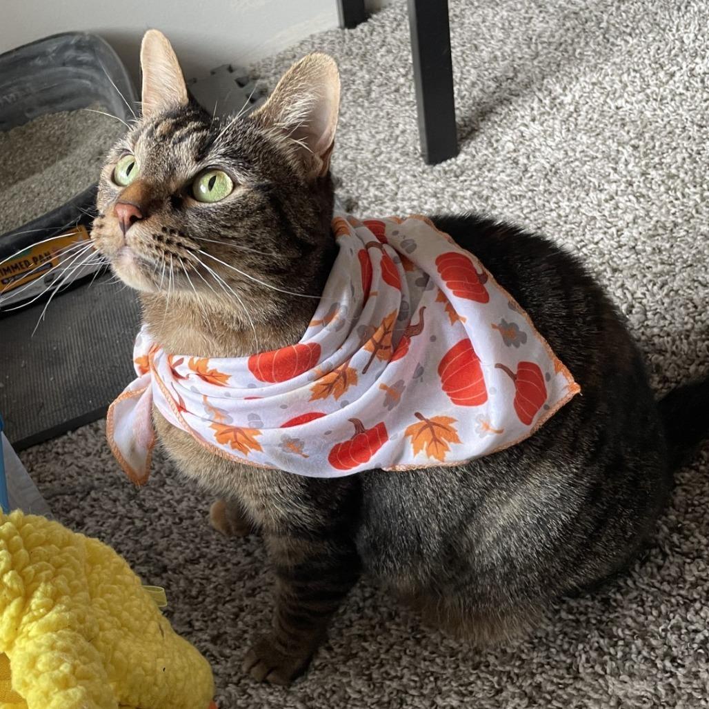 Enlarge Kali, a Adoptable Domestic Short Hair in Champaign, IL image 3/6