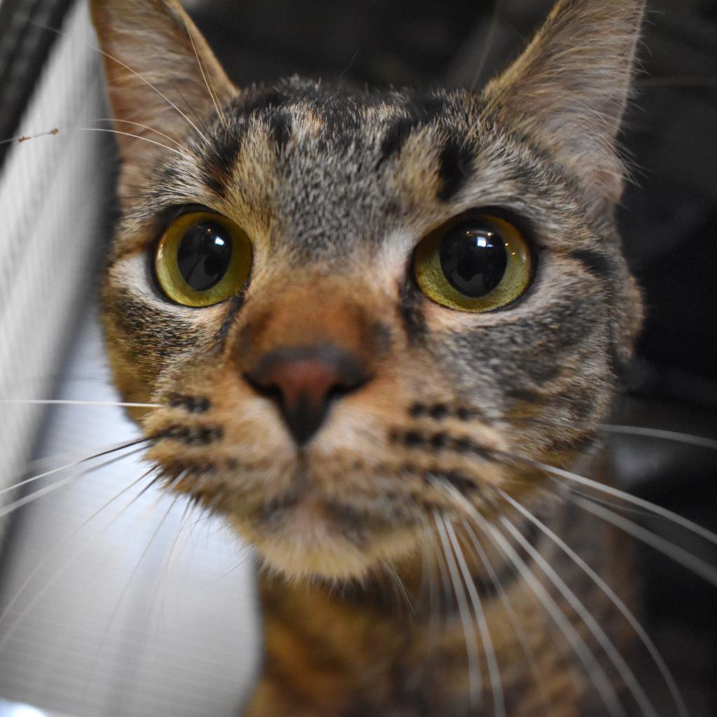 Enlarge Kali, a Adoptable Domestic Short Hair in Champaign, IL image 4/6