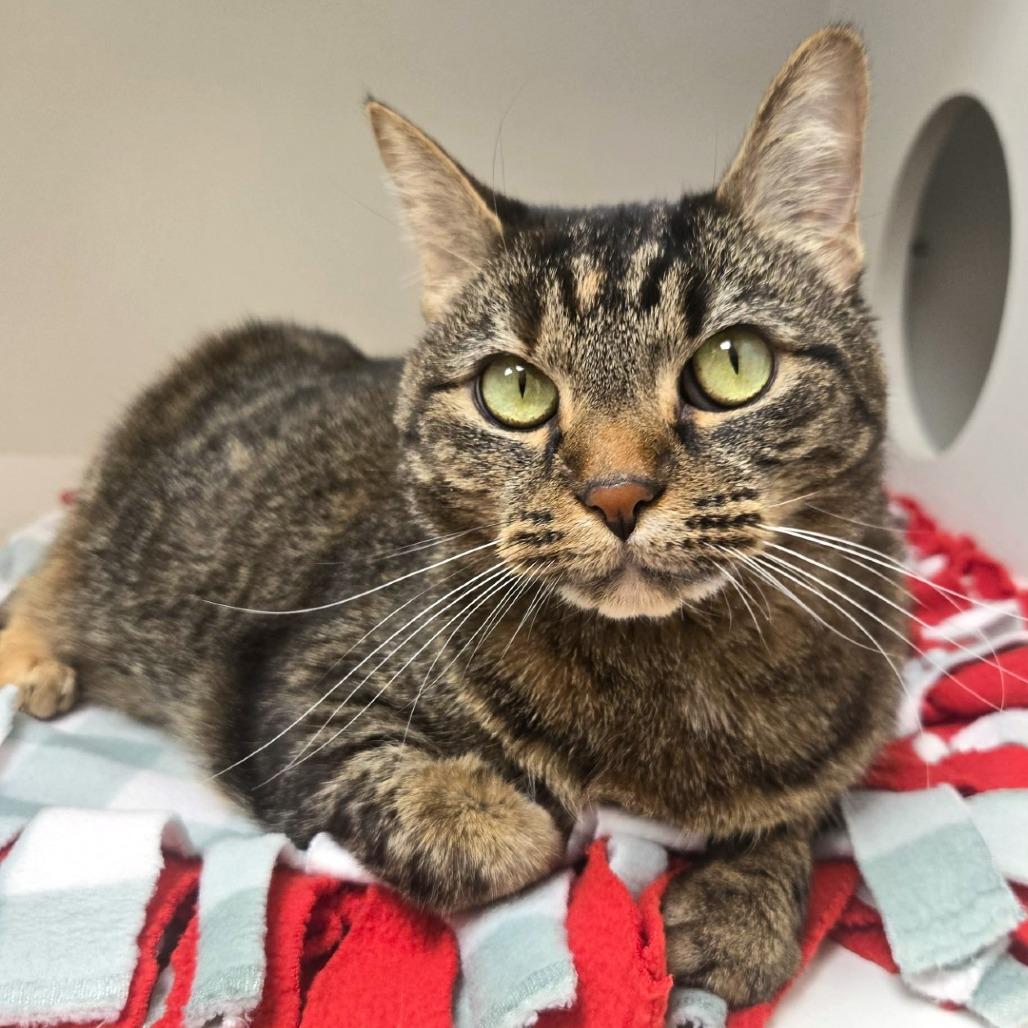 Enlarge Kali, a Adoptable Domestic Short Hair in Champaign, IL image 5/6